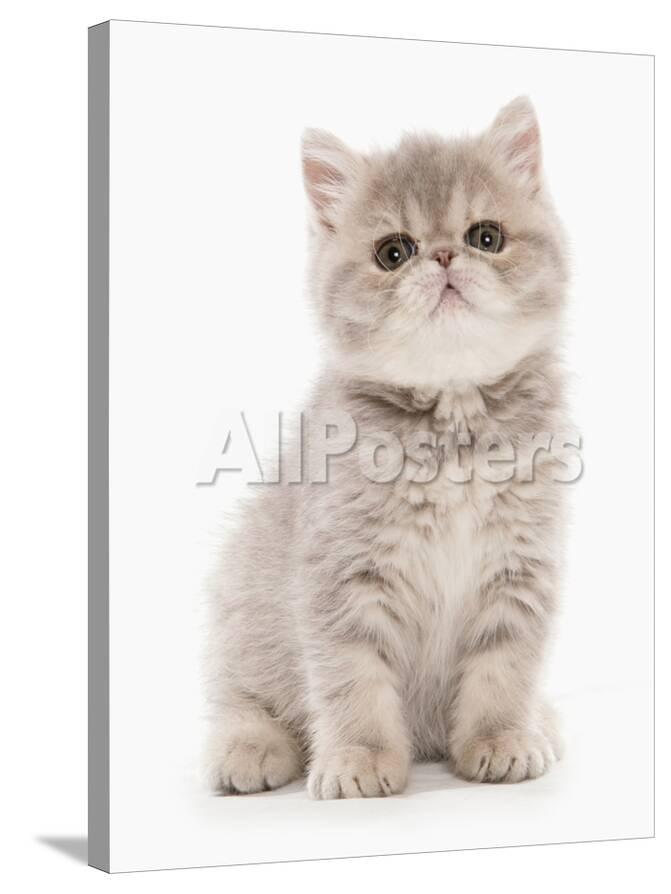 Domestic Cat Exotic Shorthair Kitten Sitting Photographic Print