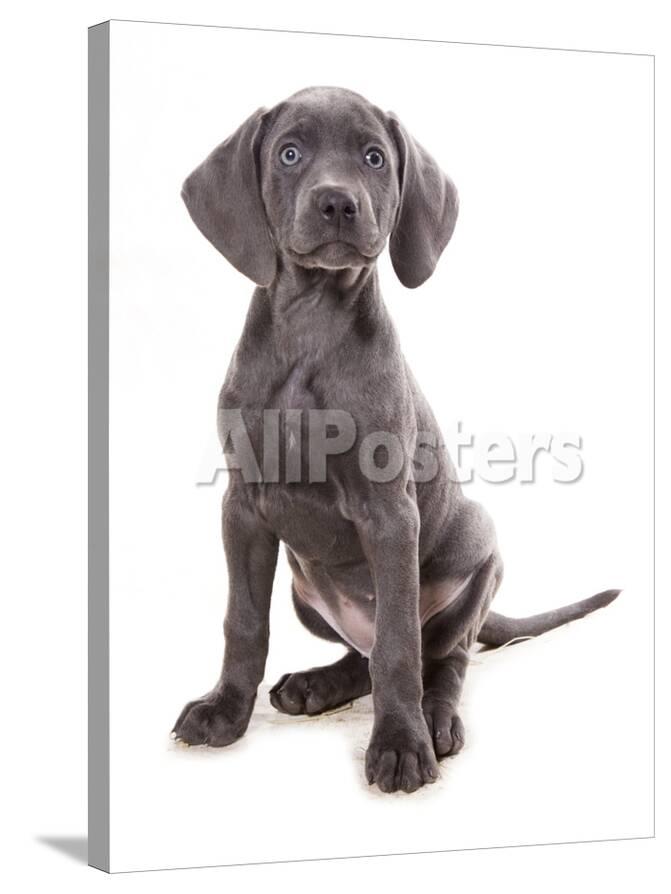 Domestic Dog Weimaraner Blue Short Haired Variety Puppy