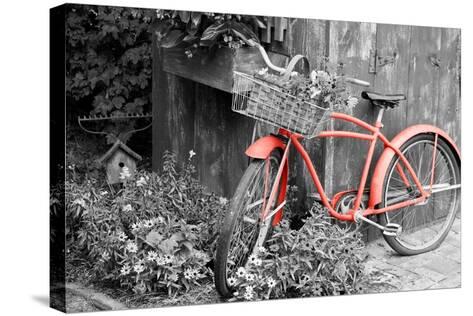 Color Pop Old Bicycle With Flower Basket Next To Old Outhouse