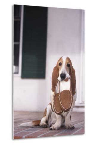 basset hound slippers
