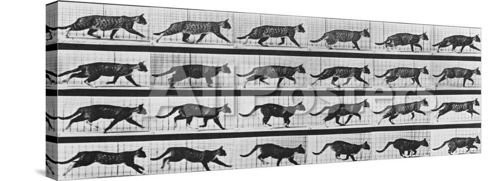 Album Sur La Decomposition Du Mouvement Animal Locomotion Chat Giclee Print Eadweard Muybridge Allposters Com Album Sur La Decomposition Du Mouvement Animal Locomotion Chat Giclee Print Eadweard Muybridge Allposters Com