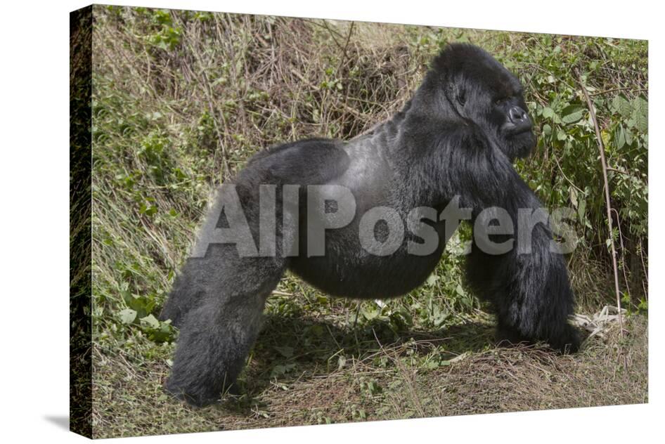 Africa Rwanda Volcanoes National Park Blackback Gorilla Showing His Powerful Body Photographic Print Ellen Goff Allposters Com