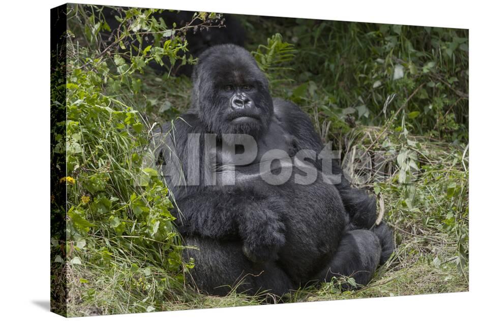Africa Rwanda Volcanoes National Park Blackback Gorilla Watching Us Photographic Print Ellen Goff Allposters Com