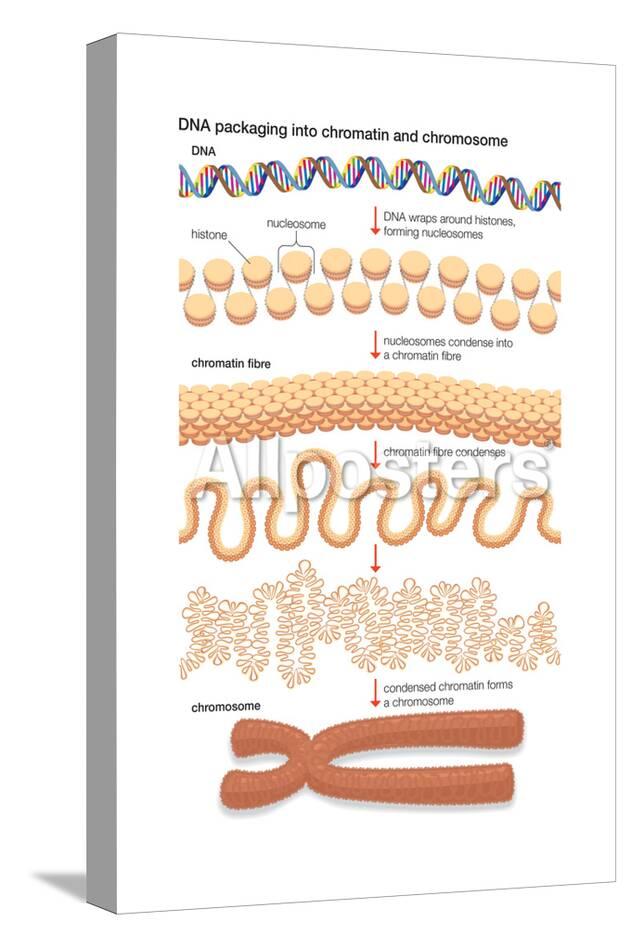 allposters com