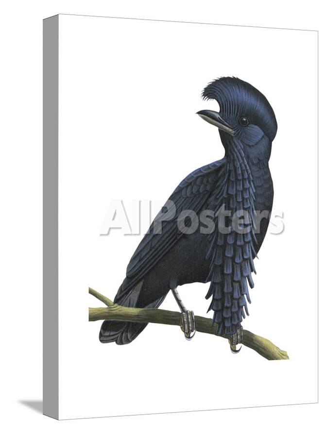 View Umbrella Bird Pics