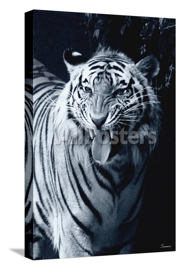 white tiger 2 photographic