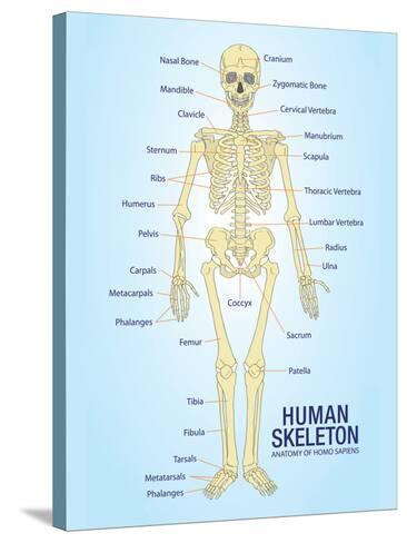 The Human Skeleton Photo Picture Anatomy Skeletal System Human Poster Science