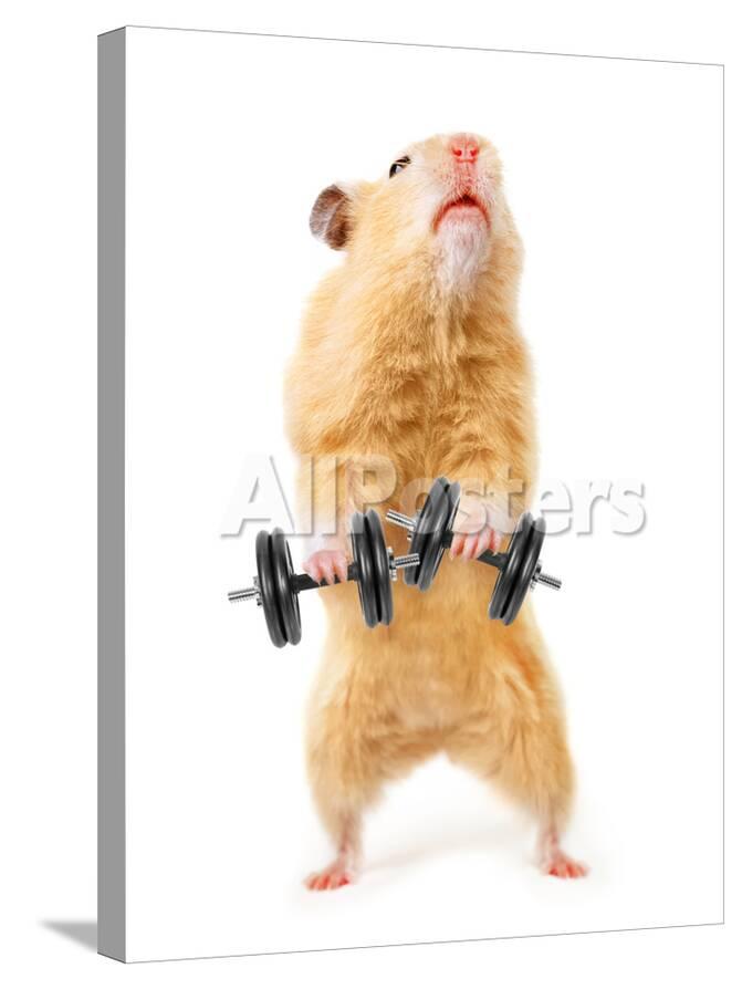 Hamster With Bar Isolated On White Photographic Print Igorkovalchuk Allposters Com
