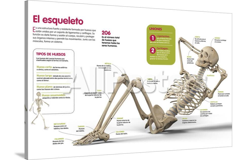 Infografia Sobre El Esqueleto Humano Los Principales Huesos Que Lo Forman Y Su Clasificacion Posters Allposters Com