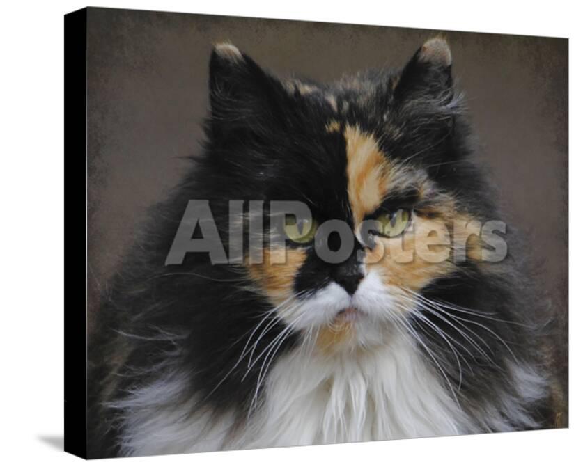 Calico Cat Portrait Giclee Print By Jai Johnson At Allposters Com
