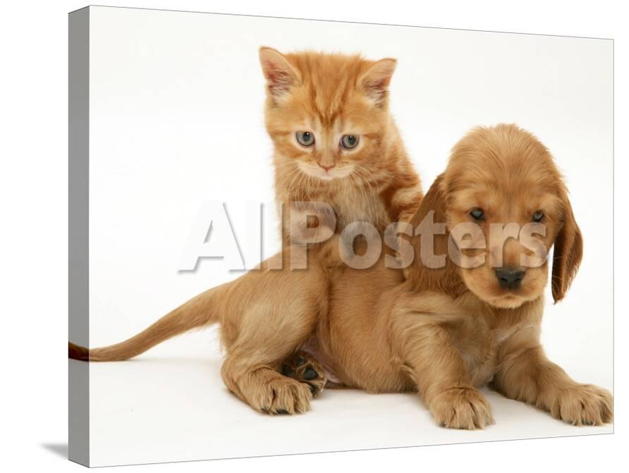 British Shorthair Red Tabby Kitten Climbing Ontop Of Golden Cocker