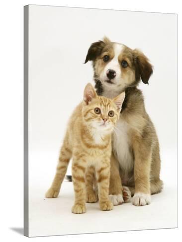 British Shorthair Red Tabby Kitten Sitting With Sable Border
