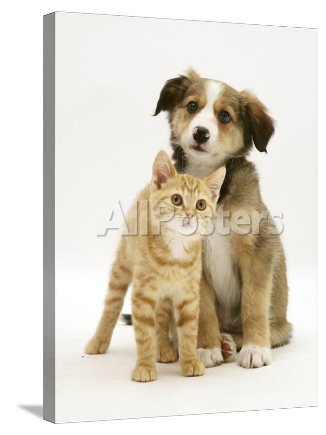 British Shorthair Red Tabby Kitten Sitting With Sable Border