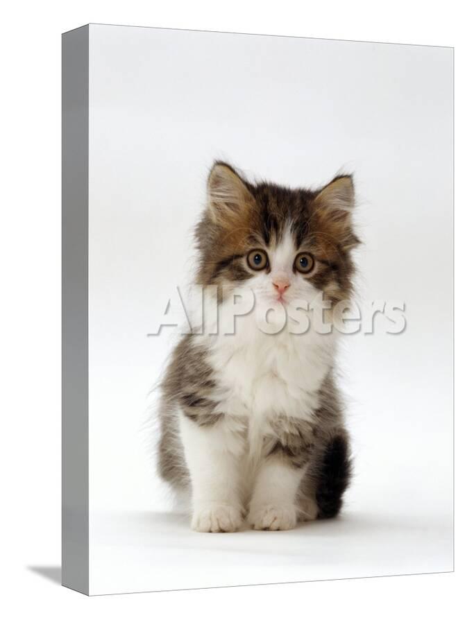 Domestic Cat 7 Week Tabby And White Persian Cross Kitten