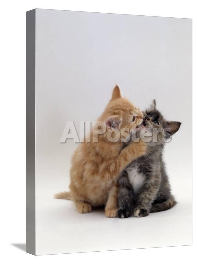 Domestic Cat 8 Week Ginger Kitten Biting Tortoiseshell On The