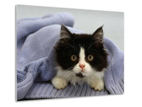 Domestic Cat Black And White Semi Longhaired Kitten In Blue