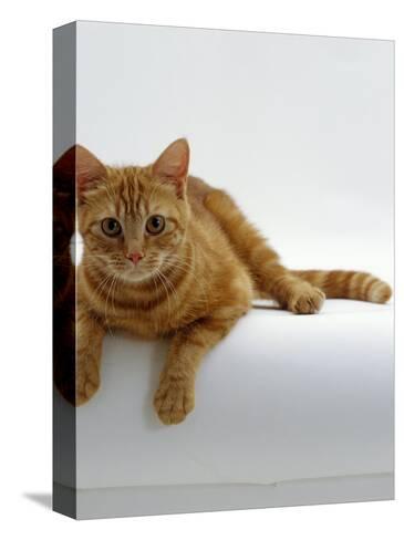 Domestic Cat British Shorthair Red Tabby Female Photographic