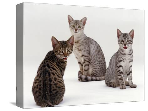 silver egyptian mau cat