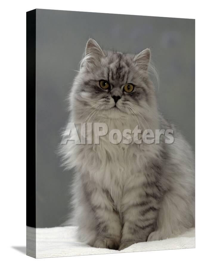 Domestic Cat Silver Tabby Chinchilla Cross Persian In Full Coat