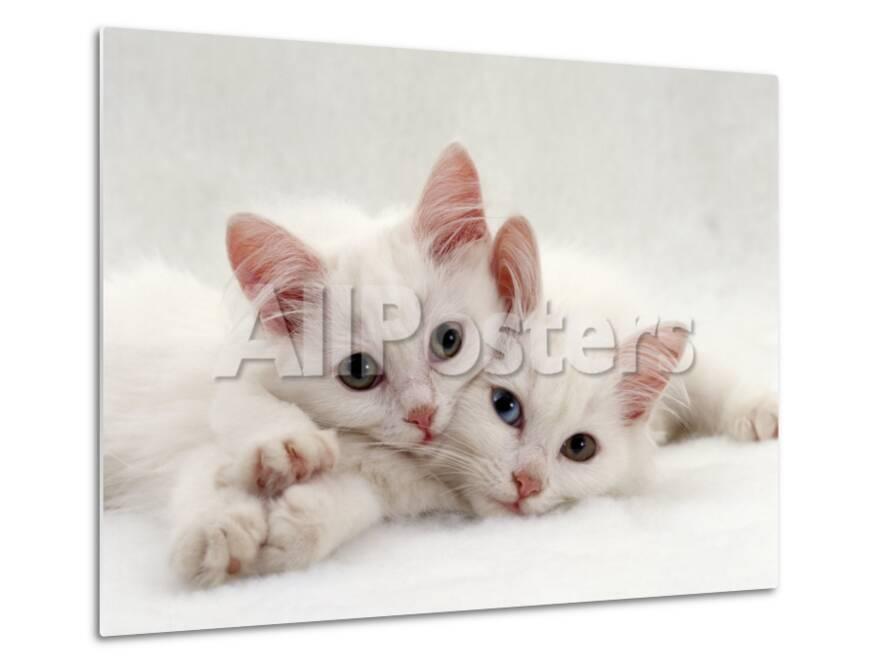 domestic cat two white