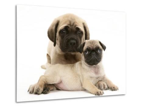 fawn english mastiff puppy