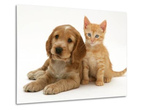 cocker spaniel puppy golden