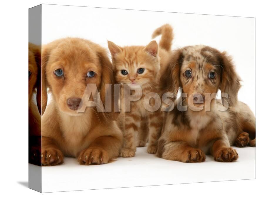 Miniature Long Haired Dachshund Puppies With British Shorthair Red