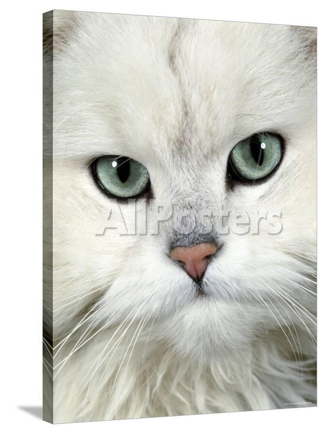 Persian Long Haired Portrait Of A Chinchilla Male Domestic Cat