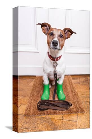 dog rain boots