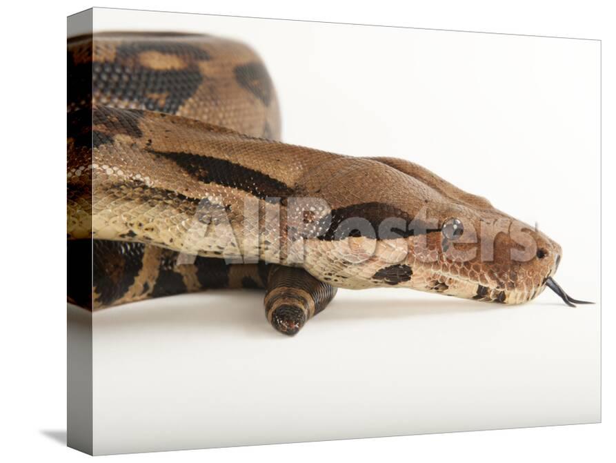A Common Northern Boa Boa Constrictor Imperator At The Fort Worth Zoo Photographic Print Joel Sartore Allposters Com