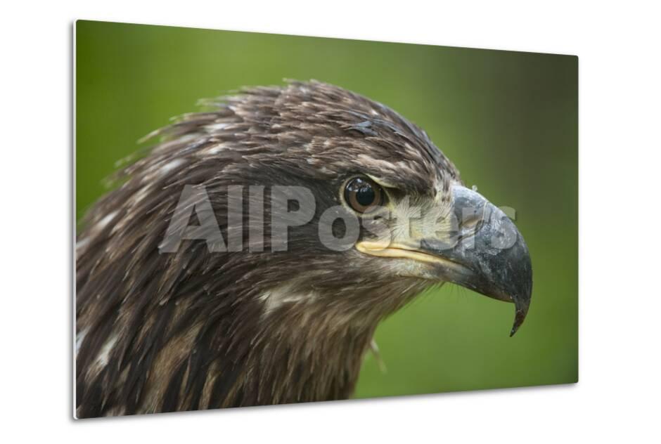 A Golden Eagle Aquila Chrysaetos At The Lincoln Childrens Zoo