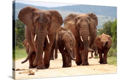 A Herd Of Elephant Walk Towards The Camera With All Of Them Moving Their Trunks And Smelling Me Ta Photographic Print Jonathan Pledger Allposters Com