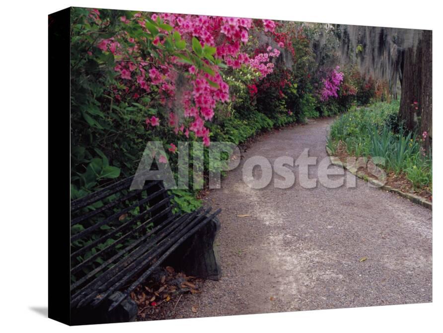 Pathway And Bench In Magnolia Plantation And Gardens Charleston