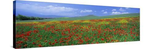 Panoramic View Of Field Of Poppies And Wild Flowers Near Montchiello Tuscany Italy Europe Photographic Print Lee Frost Allposters Com