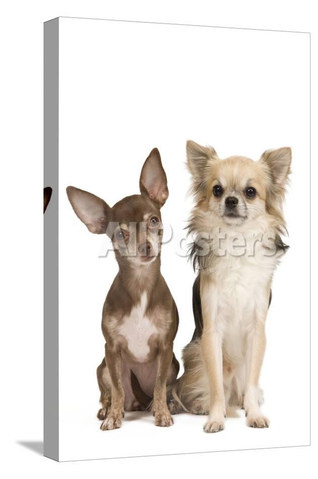 Long Haired And Short Haired Chihuahua In Studio Photographic
