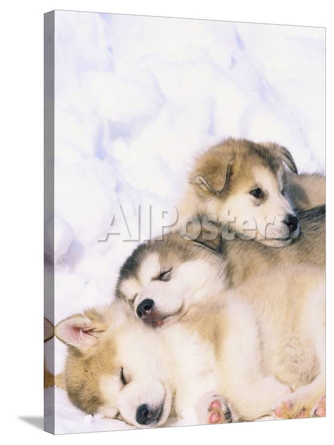alaskan malamute puppies in