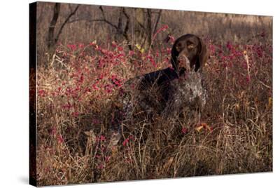 German Shorthair Pointer In Thicket Of Pink Berries Essex