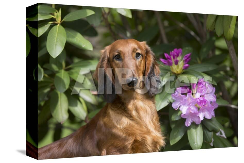 Portrait Of Long Haired Standard Dachshund In Late Spring