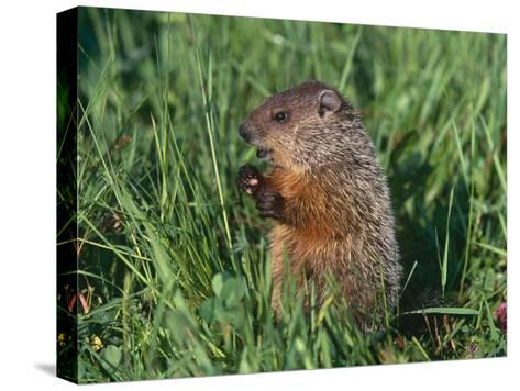 Woodchuck Minnesota Usa Photographic Print By Lynn M Stone At