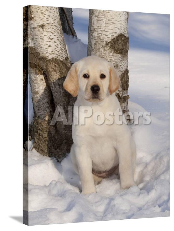 Yellow Labrador Retriever Puppy In Snow Photographic Print By Lynn