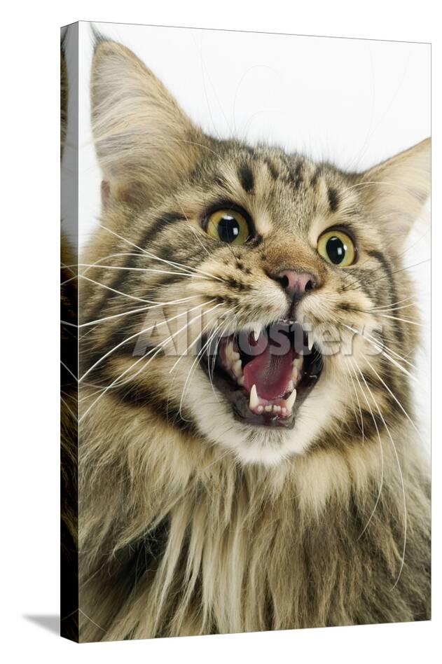 Maine Coon Cat Teeth | Best Cat Wallpaper