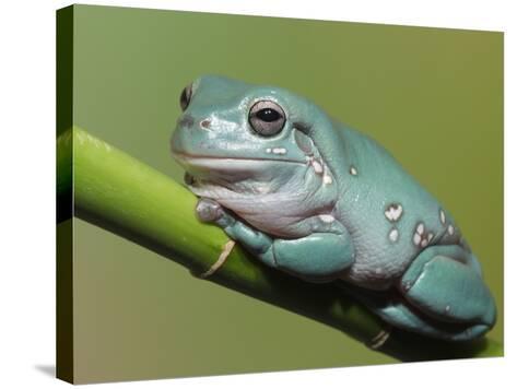 Poster 24/" x 36/" Beautiful Tree Frog