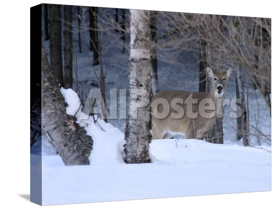 White Tailed Deer Buck Tettegouche State Park Minnesota Usa