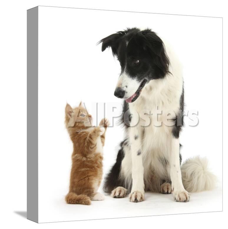 Black And White Border Collie Looking At Ginger Kitten