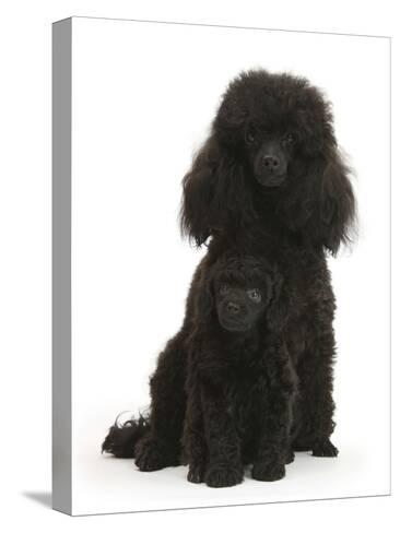 all black toy poodle