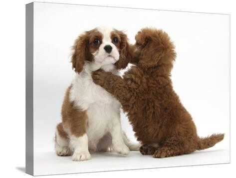 miniature king charles cavalier