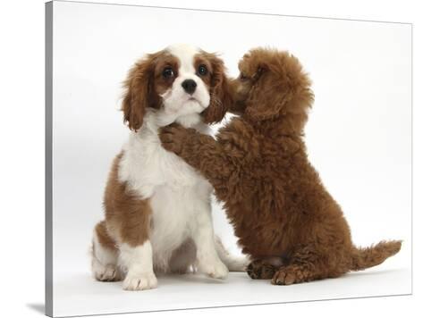 cavalier mini poodle