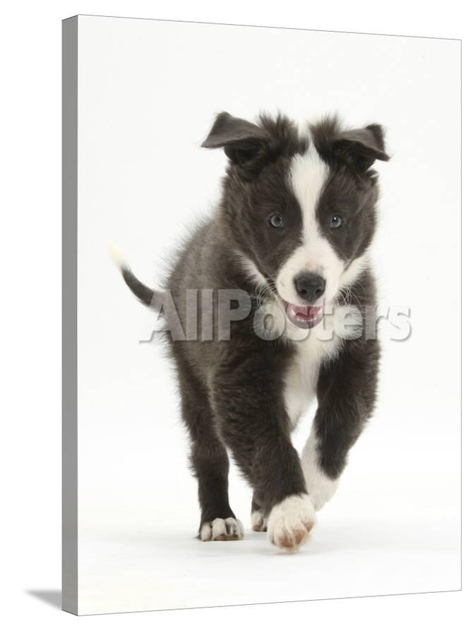 Blue And White Border Collie Puppy Running Forward Photographic