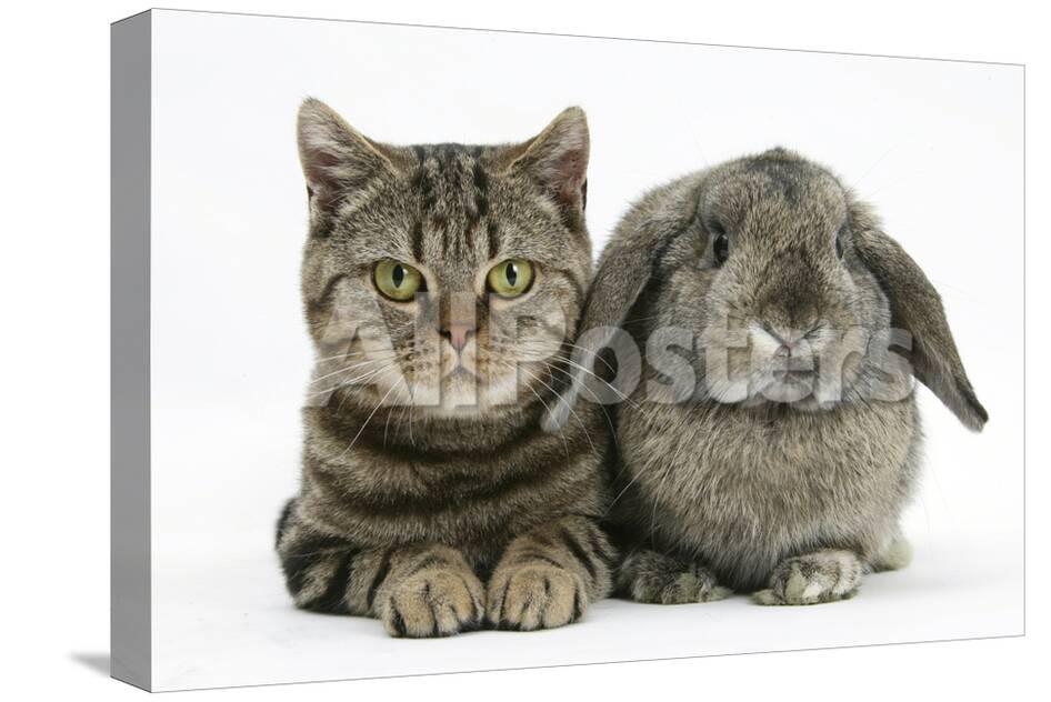 British Shorthair Brown Tabby Cat Tiger Lily With Agouti Lop