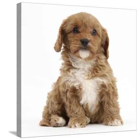 cavalier king charles x